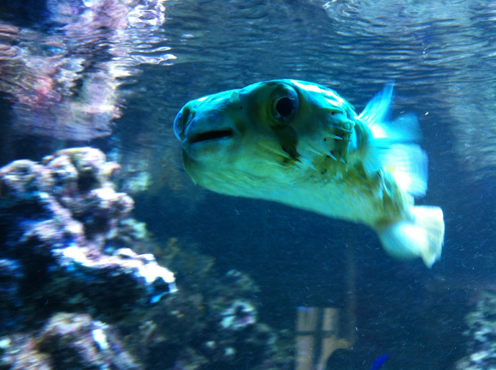 Kugelfisch im Salzwasseraquarium