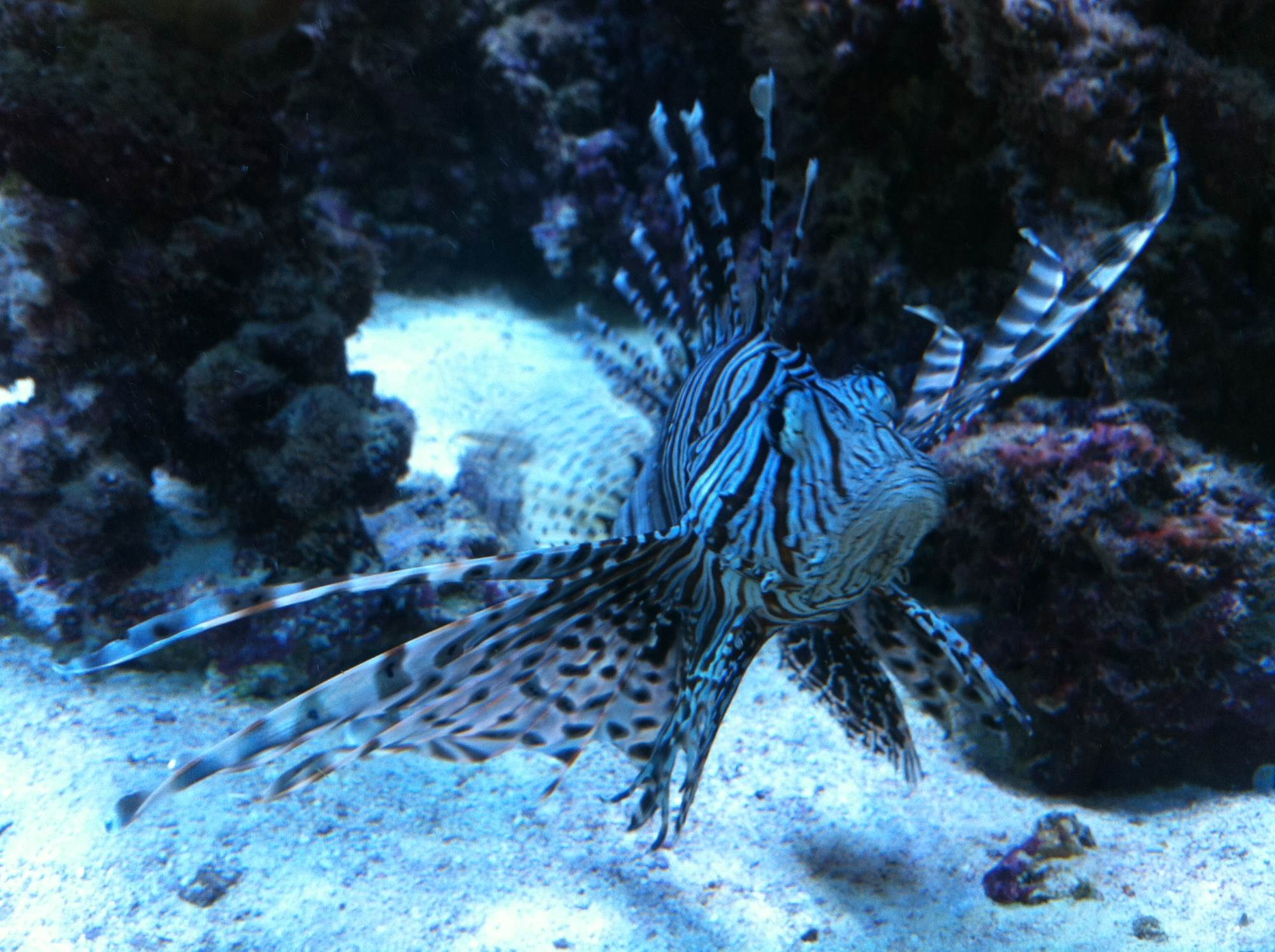 Rotfeuerfisch im Salzwasseraquarium